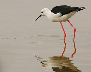 Cigüeñuela común en la Albufera de Valencia