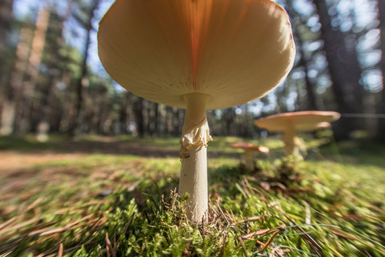 http://www.aldasphoto.com/