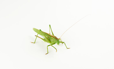 big green grasshopper