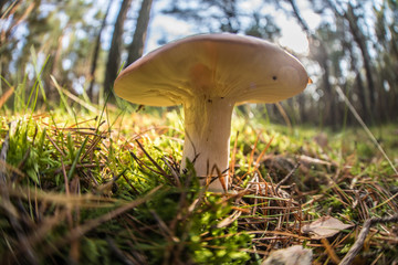 Lonely wild mushroom in a forest