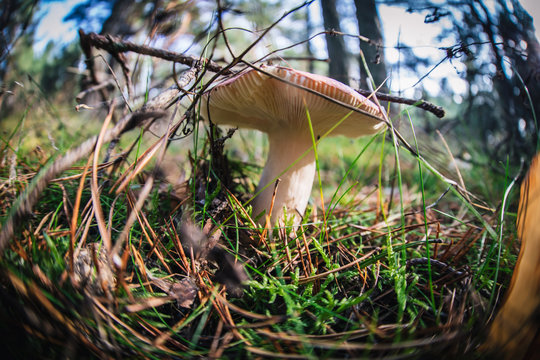 http://www.aldasphoto.com/