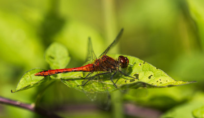 Common Darter Dragonfly Sitting on a Leaf