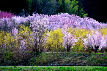 花木団地の桜（郡山市）