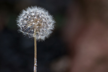 タンポポの綿毛