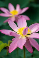 Fototapeta premium 蓮の花
