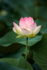 Obraz premium 蓮の花