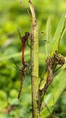 Male and Female Common Darter Dragonfly Mating