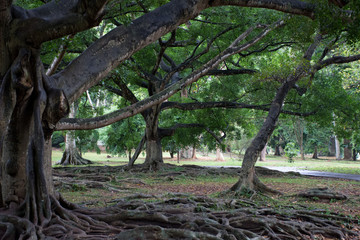 Fototapeta premium Beautiful green park in Dambulla