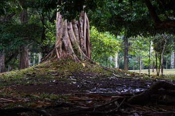 Beautiful green park in Dambulla