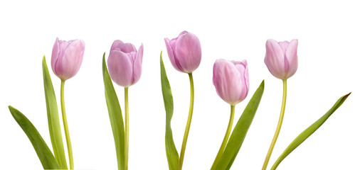 Set of five pink tulips