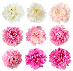 Fototapeta na wymiar Set of white and pink peony flowers