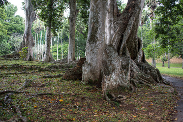 Beautiful green park in Dambulla