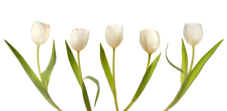 Set of five white tulips