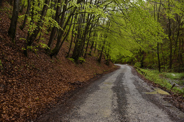 Diminishing Perspective Of Dirt Road Surrounded By Forest On Rainy Day During Autumn