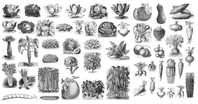 Illustration of vegetables on a white background.