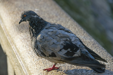 Close-Up Of Old Pigeon On Ledge Looking At Camera