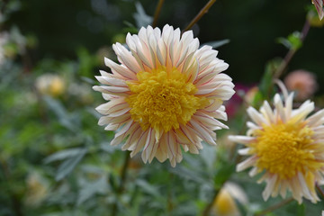 Dahlia jaune et blanc au jardin en été