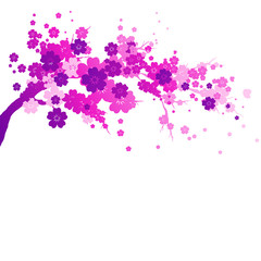 pink flowers tree ,isolated  on a white