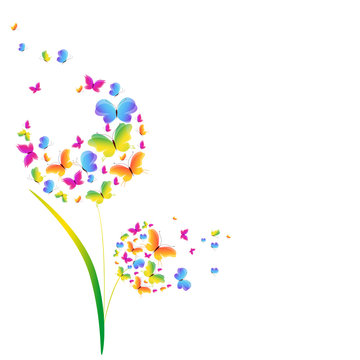 butterflies, dandelion, isolated on a white