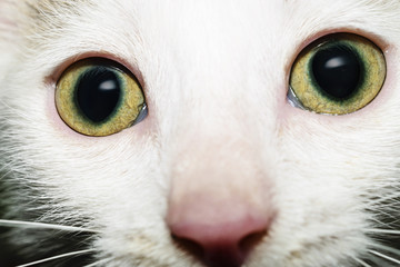 Front View Portrait Of Beautiful White Kitten With Intricate Light Green Eyes Looking At Camera