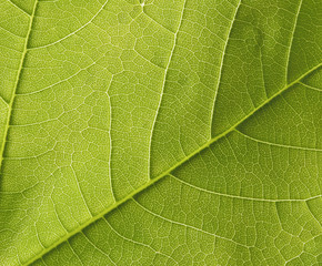 macro texture leaf