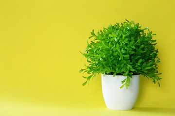 Green flower in white pot closeup on yellow wall blur background