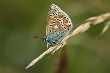 Fototapeta na wymiar Common Blue Butterfly on a Stem of Grass