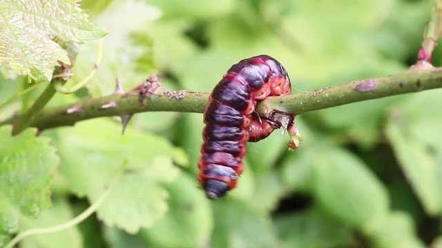 Big caterpillar,  Goat Moth - Cossus cossus -