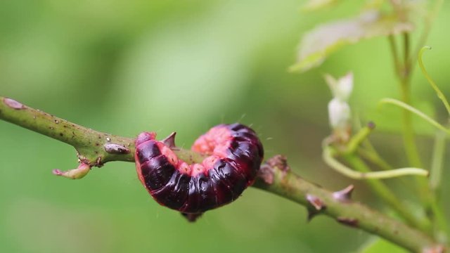 Big caterpillar, Goat Moth - Cossus cossus -