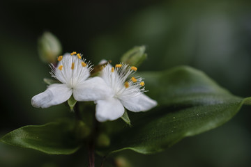 Close-Up Of Tiny White Flowers With Three Petals On Green Background