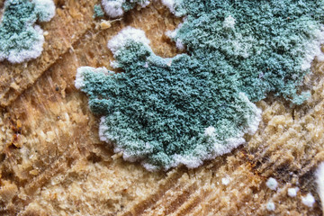 Extreme Close-Up Of Blue Mould With White Extremities Growing On Wood