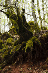 Ancient Mossy Tree With Old Roots Growing In The Forest Against Bright Sky