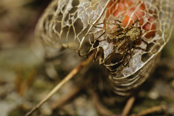 Extreme Close-Up Of Cute Small Spider On Dried Chinese Lantern Plant Or Physalis Alkekengi Looking At The Camera