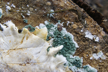 Extreme Close-Up Of White and Blue Mould Growing On Wood