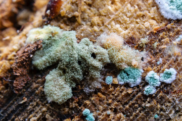Detailed Close-Up Of White and Blue Mould Growing On Wood