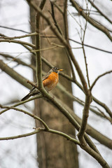 bird on a branch
