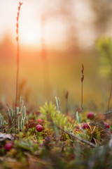 Red berries of cranberries on damp moss. Cranberry in autumn forest, background. A plan of a carp, a top view.  Close-up.