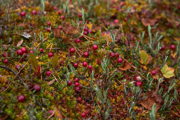 Fototapeta premium Red berries of cranberries on damp moss. Cranberry in autumn forest, background. A plan of a carp, a top view. Close-up.