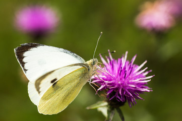 Large White Buttefly on a Thistle