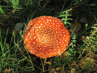 The mushroom Amanita. The Nature Of The Bryansk Region. (The Vast Russia! Sergey, Bryansk.)