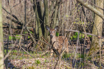 wild deer in the woods