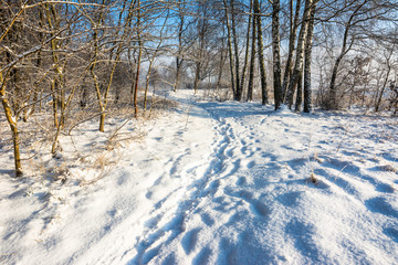 Obraz premium Scenic winter landscape with snow on path through park and blue sky, white christmas concept