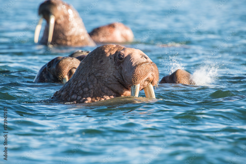 Wall mural walrus at dezneva bay, russian far east