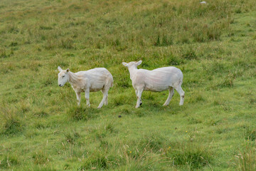 Obraz premium On the road, Isle of Skye, Scotland, United Kingdom