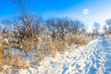 Scenic winter landscape with snow on path in the park and blue sky, white christmas concept