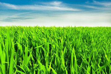 green wheat field