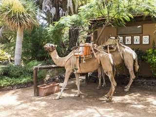 African Camel saddled for a camel ride standing in an exotic, tropical garden.
