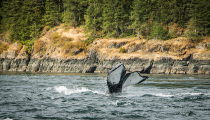 Splash of a whale tail close to the shore.