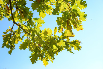 Autumn oak leaves against blue sky at sunny day.
