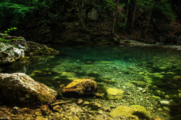 Fototapeta premium Amazing forest landscape.